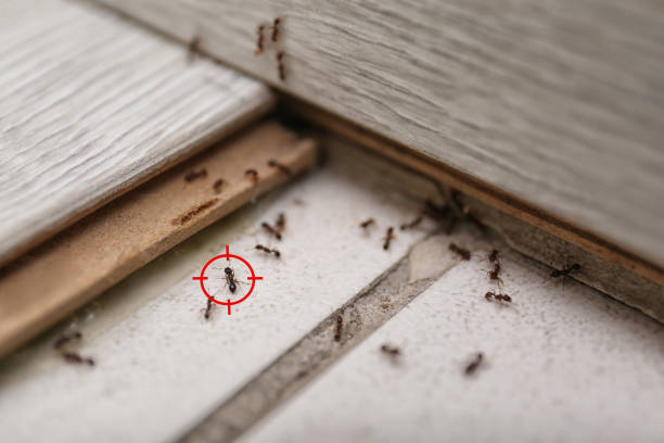 Best Exterminator Services  in Yellville, AR