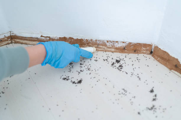 Best Affordable Pest Control Services  in Yellville, AR